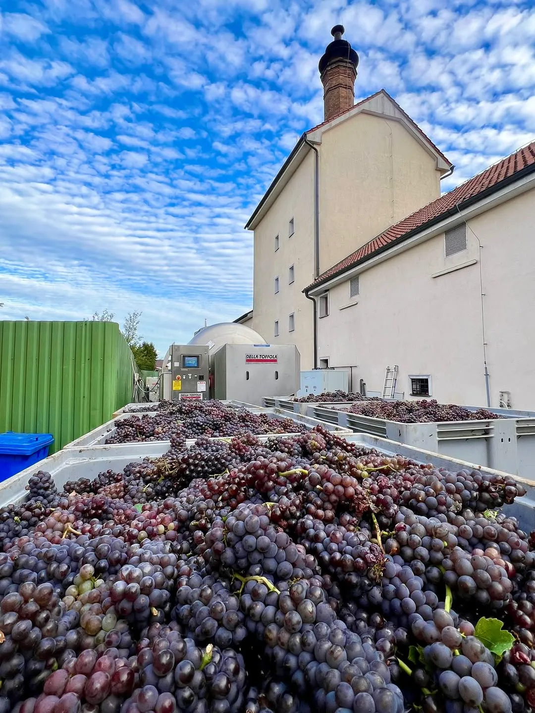 Grape harvest