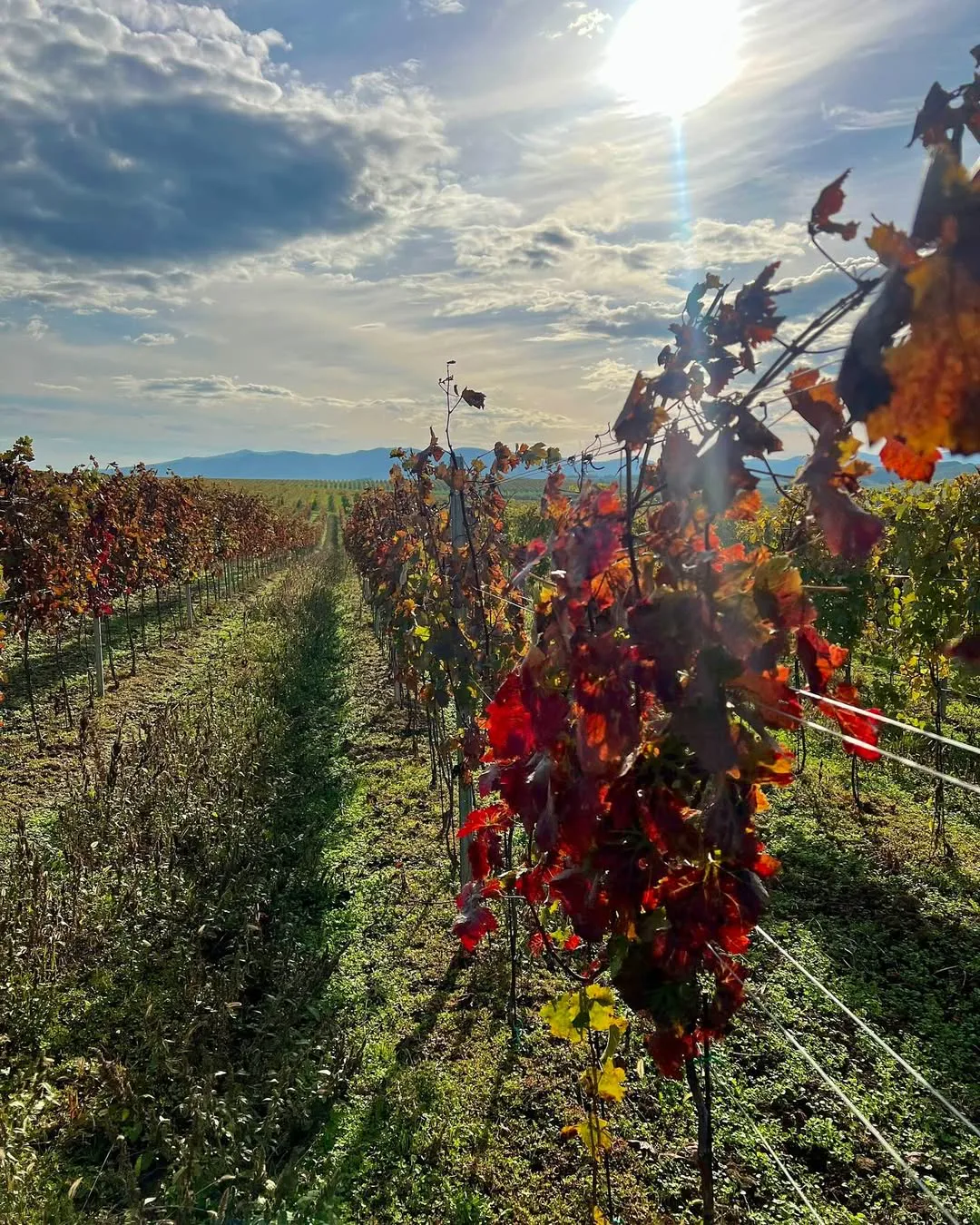 Autumn in the vineyard