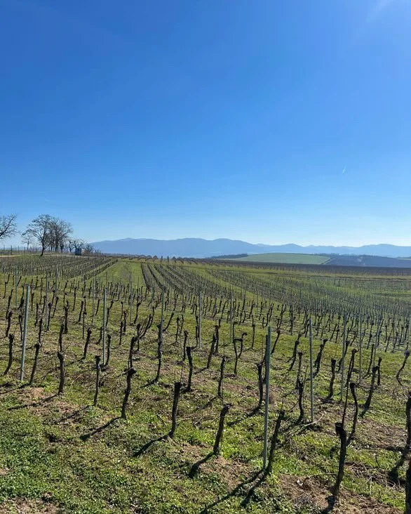 Spring in the vineyard